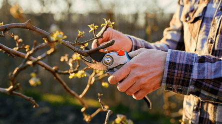 Сад може не зацвісти — ці рослини небезпечно обрізати в січні - 285x160