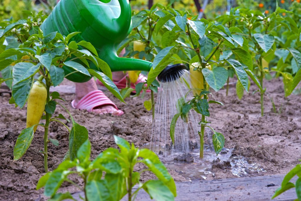 Ці поширені помилки при поливі солодкого перцю знищать ваш врожай