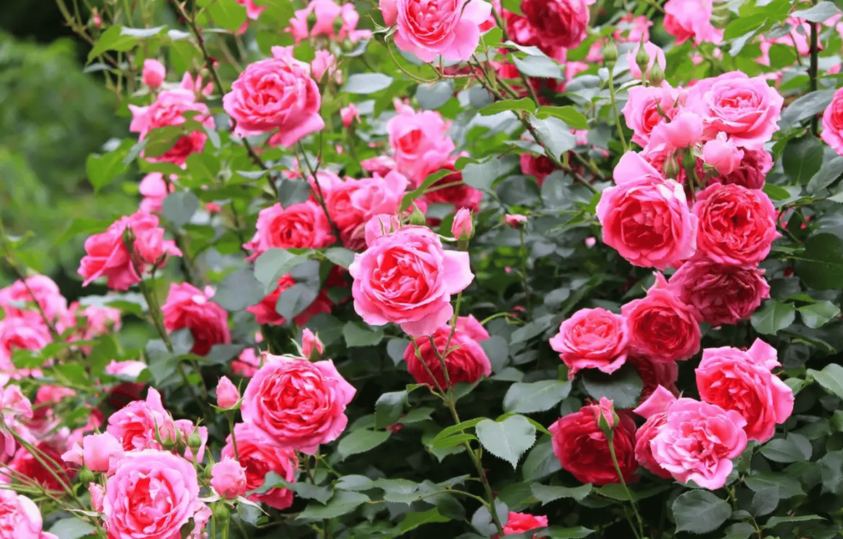 Кусты красивых садовых роз