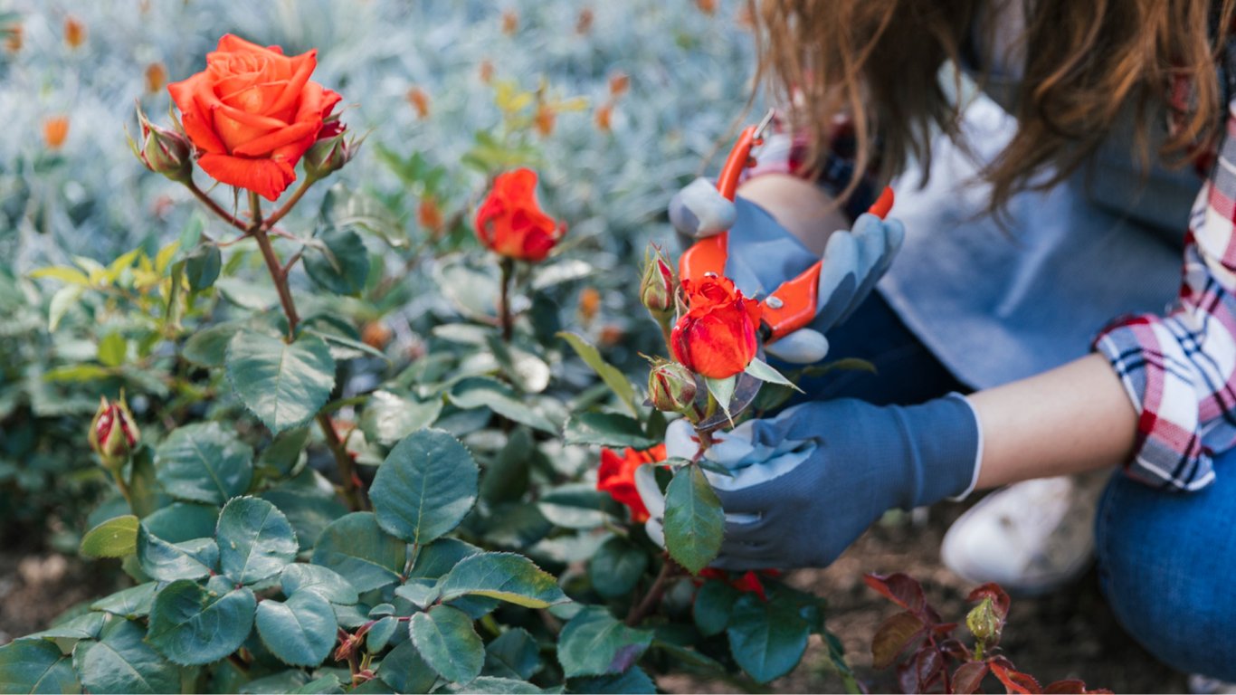 Как обрезать розы на зиму и чем укрыть, чтобы не замерзли — простые правила
