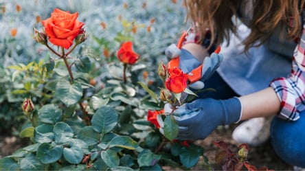 Готуємо троянди до зими: як правильно обрізати та вкрити кущі від морозів - 285x160