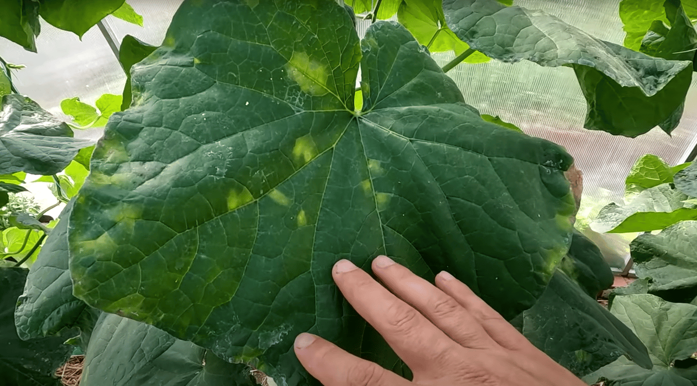 Признаки пероноспороза на листьях огурцов