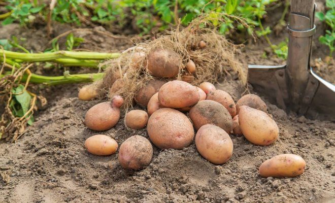 Топ-6 найкращих сортів картоплі, які дають найвищий урожай - фото 2