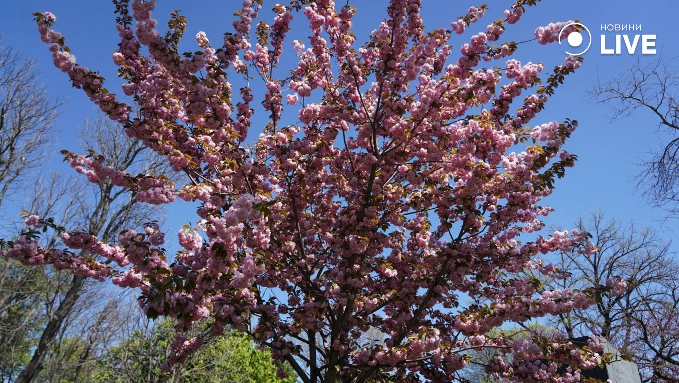 Весняна Одеси