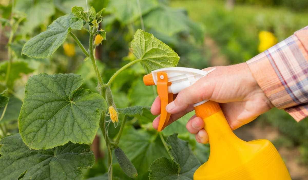 Опрыскивание листьев огурцов на огороде