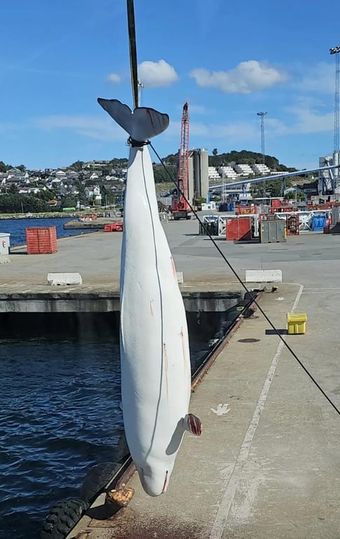 У Норвегії знайшли мертвим кита, якого росіяни могли використовувати для шпіонажу - фото 3