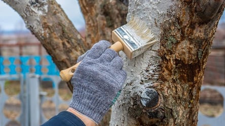 В феврале деревья под ударом — побелка защищает от морозобоин - 285x160