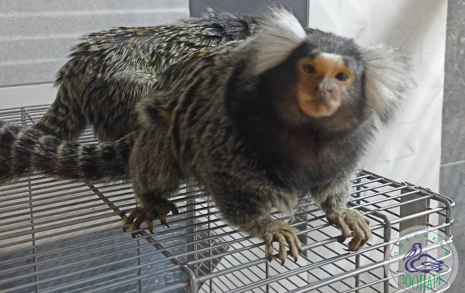 Мавпочки в Одеському зоопарку: фото