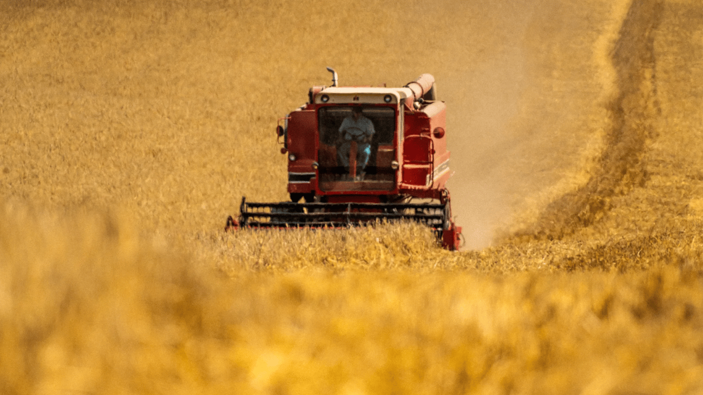 Цены на зерновые в Украине по состоянию на 5 июля 2024 года — сколько стоит тонна пшеницы