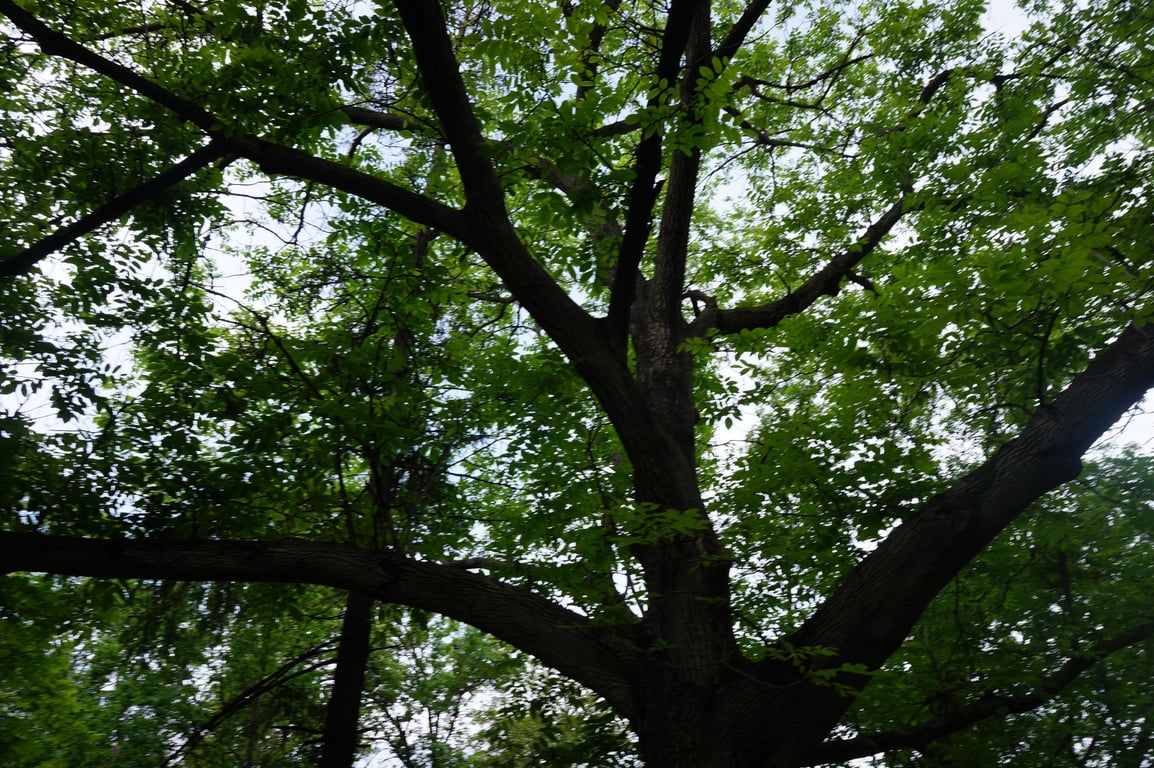 Какие деревья нельзя сажать в Украине.