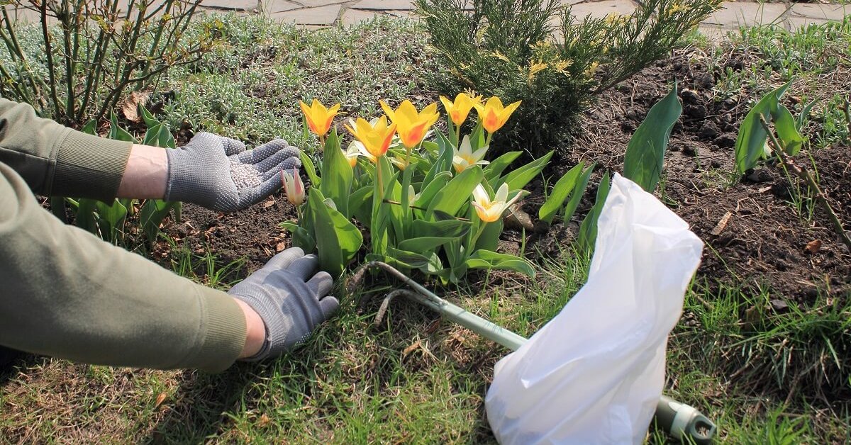 Подкормка тюльпанов
