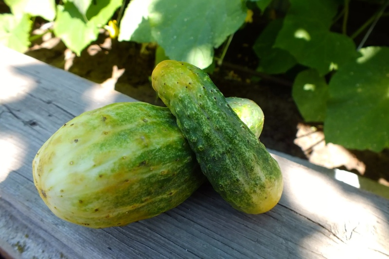 Два пожелтевших огурца