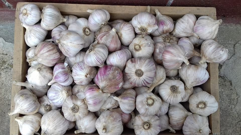 Большой урожай озимого чеснока