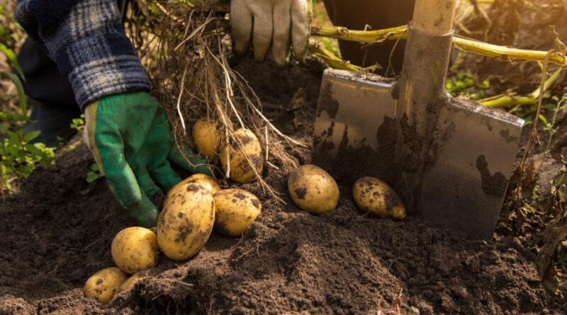Процесс копания картофеля на огороде