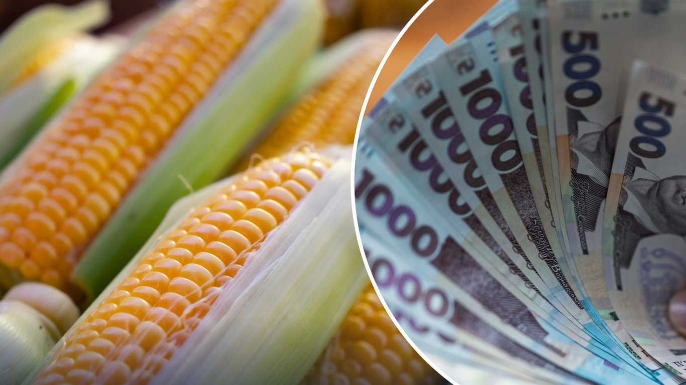 Цены на зерно в Украине в мае 2026 года: какова стоимость фуражной кукурузы сейчас