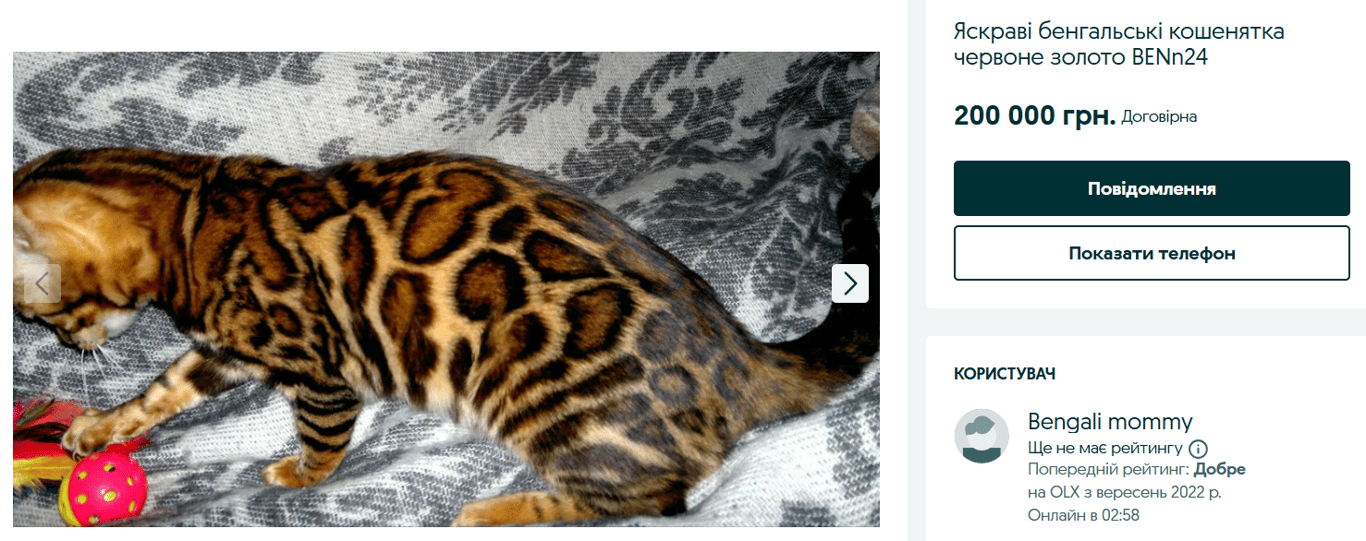 Четырехлапая элита — сколько стоят дорогие породы кошек на OLX - фото 2