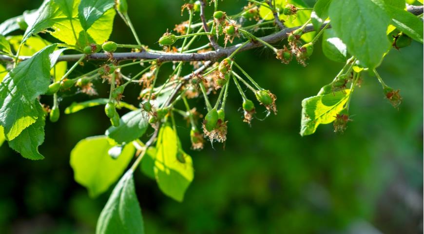 Завязь на ветке дерева в саду