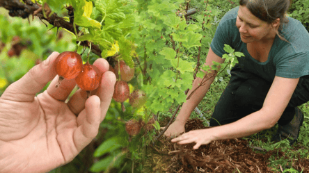 Успейте до 20 октября — чем удобрить крыжовник для щедрого урожая - 285x160