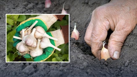 Посадка ярового чеснока весной 2026 — какие даты принесут успех - 285x160