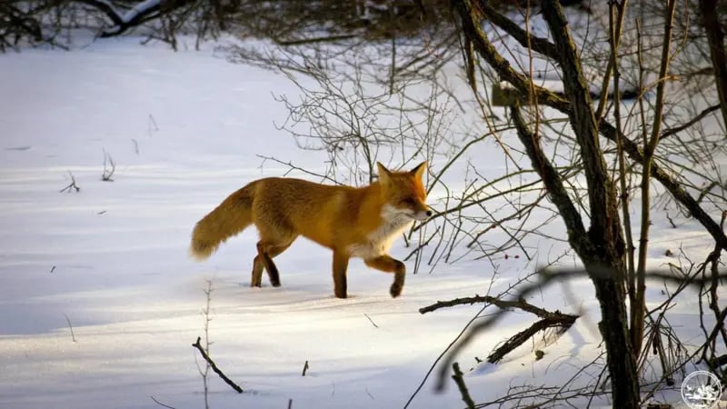 тварини в Чорнобилі