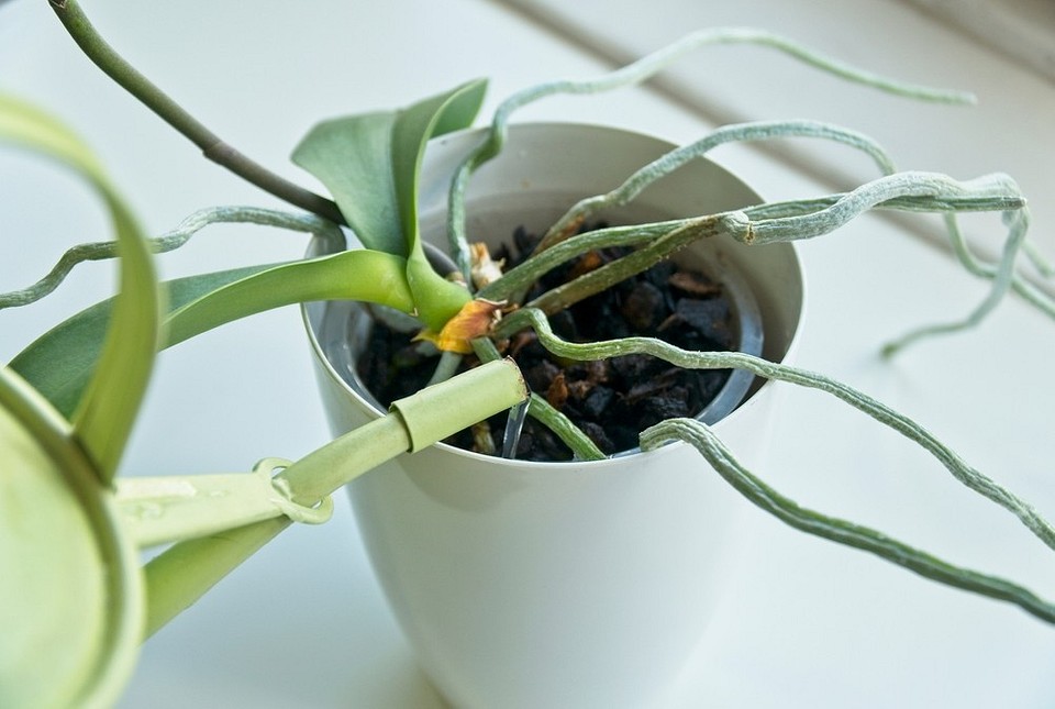 Полив орхидеи