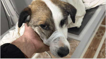 На Одесчине стреляли в бездомную собаку — полиция открыла дело - 290x166