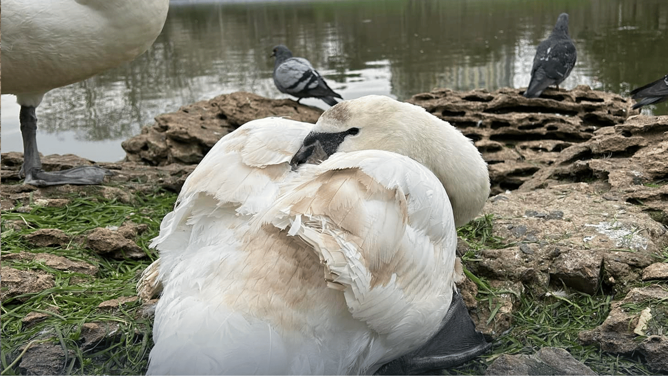 Травмированные лебеди: птицу с переломленным крылом готовят к операции