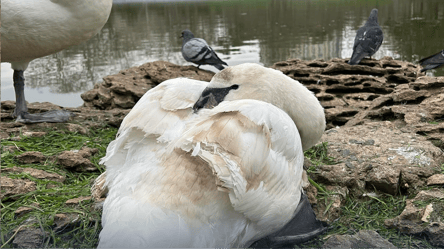 Травмовані лебеді: птаха із переломлений крилом готують до операції - 285x160