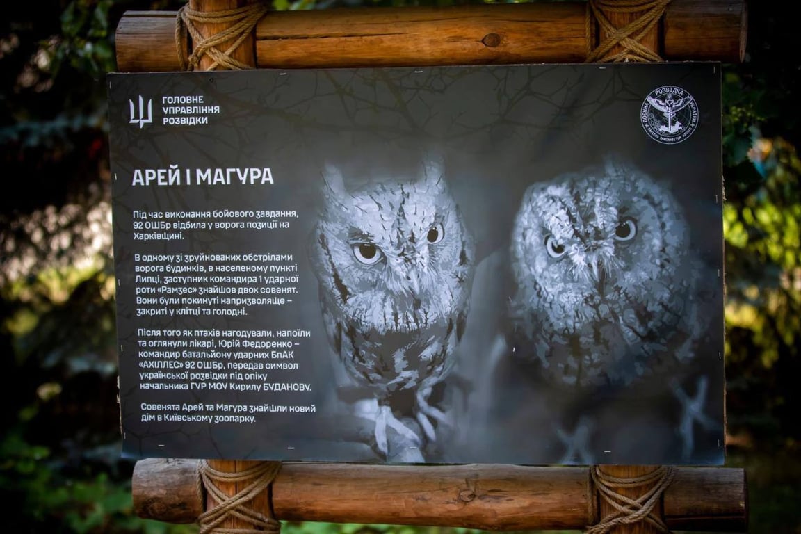 арей та маґура гур