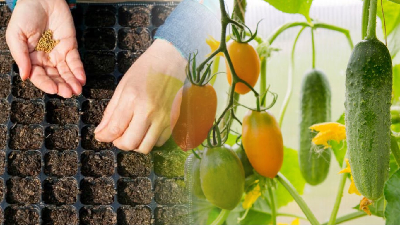 Чим обробити насіння помідорів і огірків перед посівом — прості засоби, поради