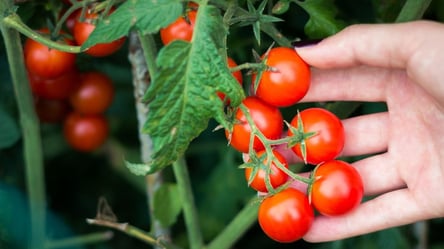Три сорта черри, которые выбирают все — лучший вкус и урожайность - 285x160