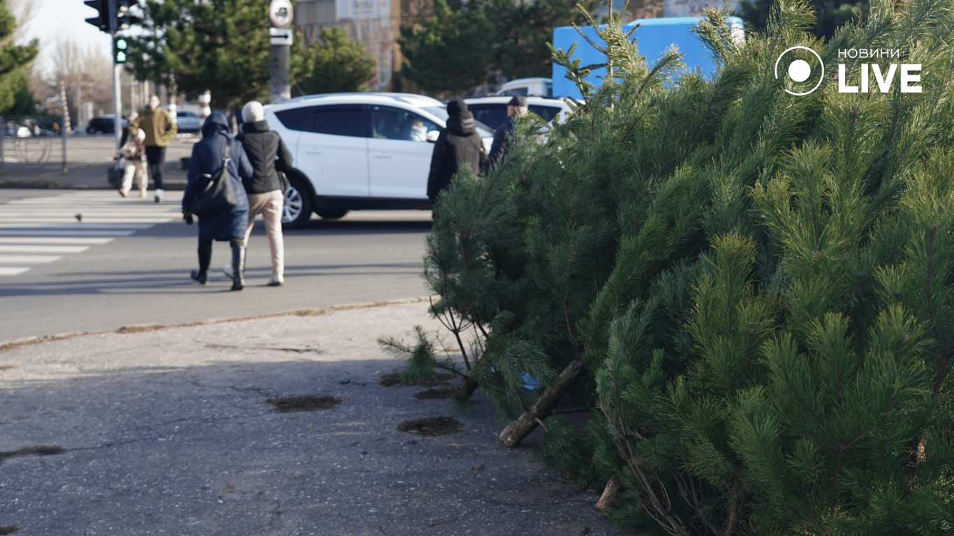 Елочный базар в Одессе Фото: Новости.LIVE/ Юлия Браславская