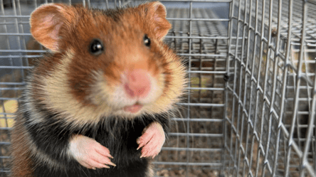 В степах Одещини побільшало хом'ячків — причина - 285x160