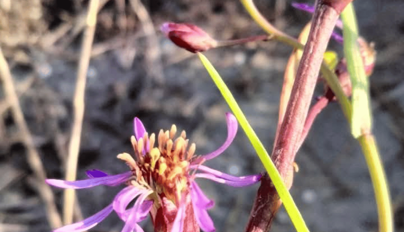 Зимове диво — на Одещині цвітуть унікальні рослини, фото - фото 2