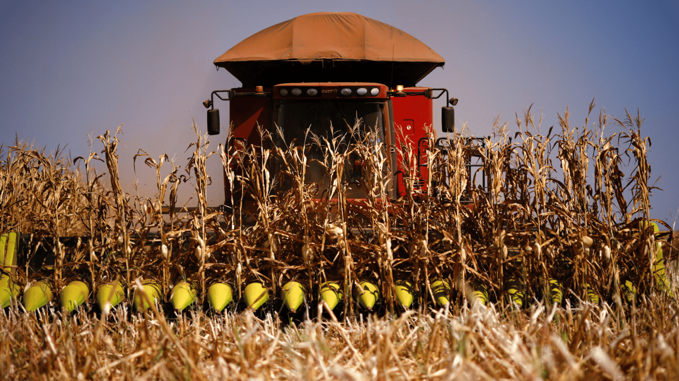 Ціни на зернові в Україні станом на 5 квітня 2024 року — скільки коштує кукурудза