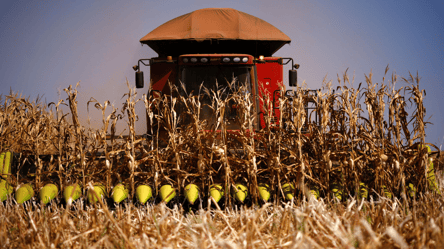 Ціни на зерно в Україні — скільки коштує кукурудза на початку квітня - 285x160
