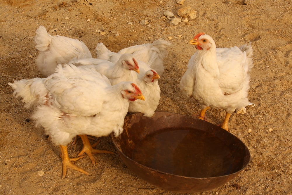 Куры возле воды