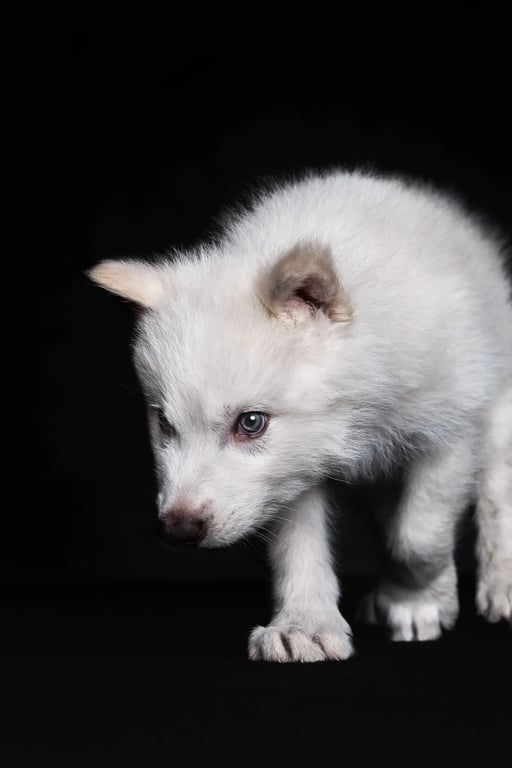 Вчені відродили вимерлих “лютих” вовків - фото - фото 2