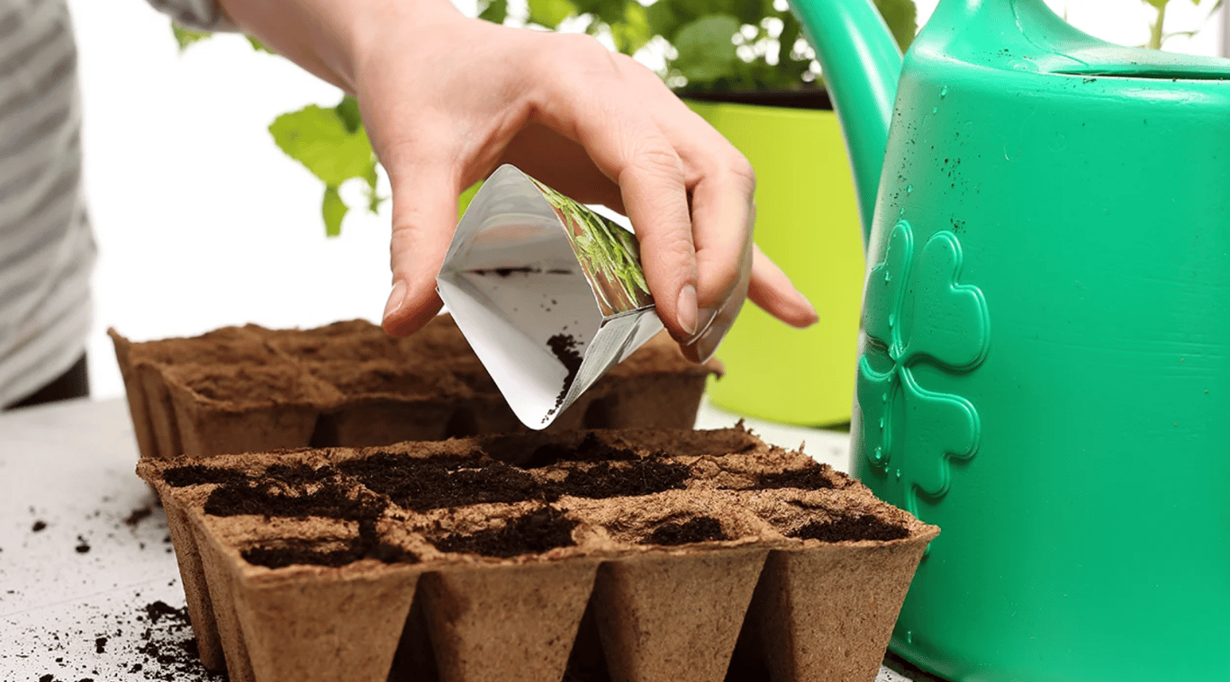 Посев рассады