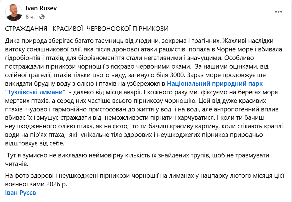 Розлив олії знищує один із найкрасивіших видів птахів на Одещині - фото 1