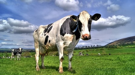 На Одесчине девушка украла корову и сдала ее на мясо: какое наказание грозит - 285x160