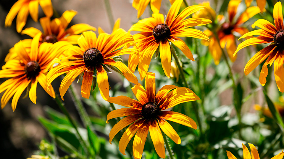 Цветы многолетней рудбекии в саду