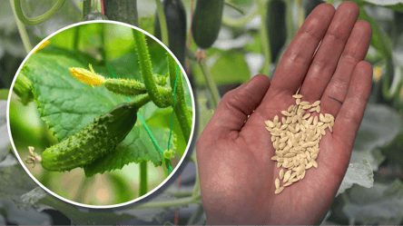 Як перевірити насіння огірків на схожість — хитрий тест із сіллю - 285x160