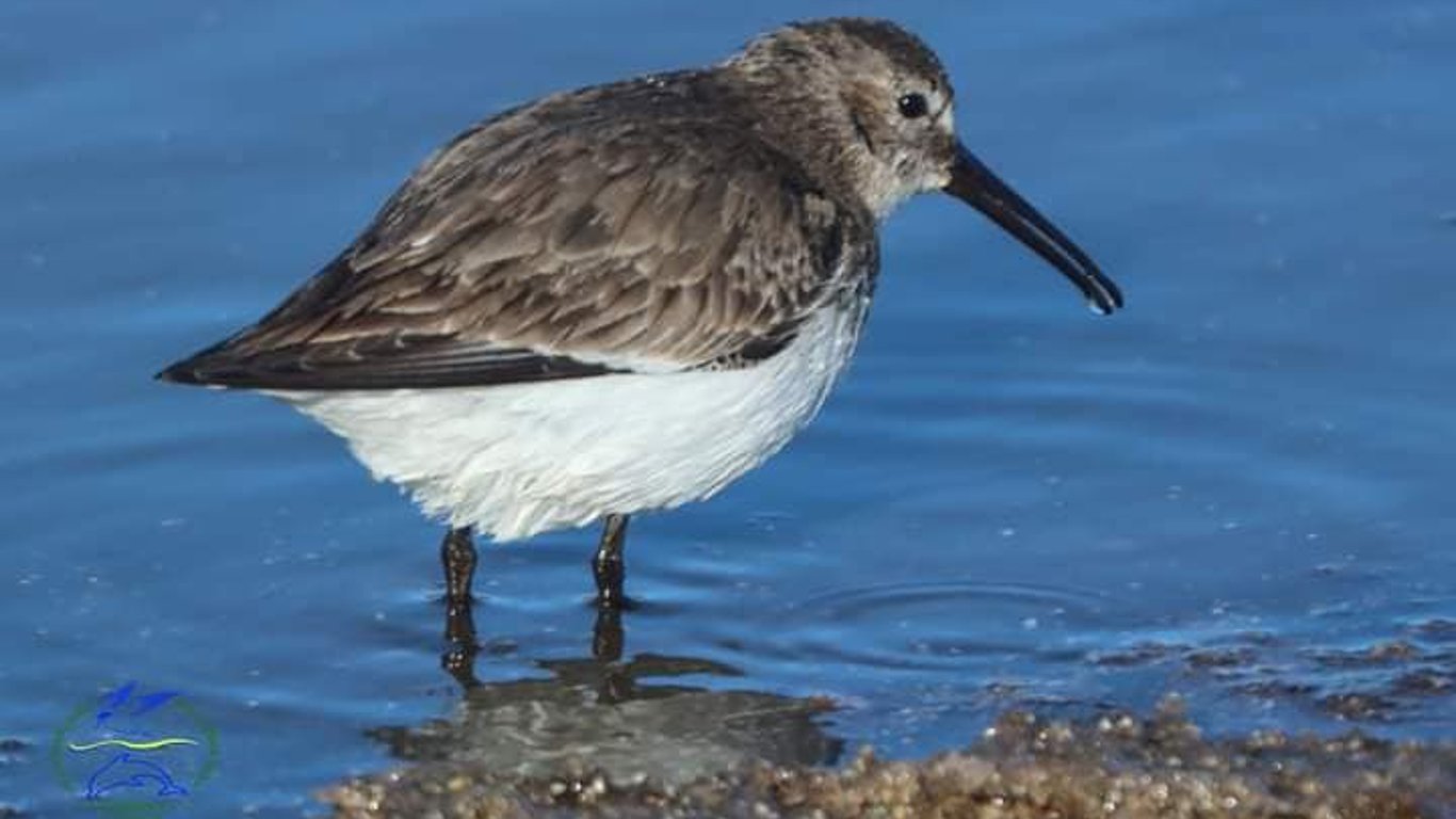 Міграції птахів над Чорним морем — у Нацпарку помітили куликів