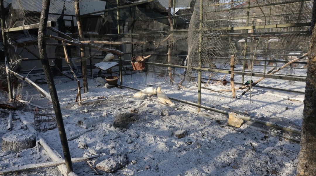 Атака окупантів на Фельдман Екопарк 1 січня