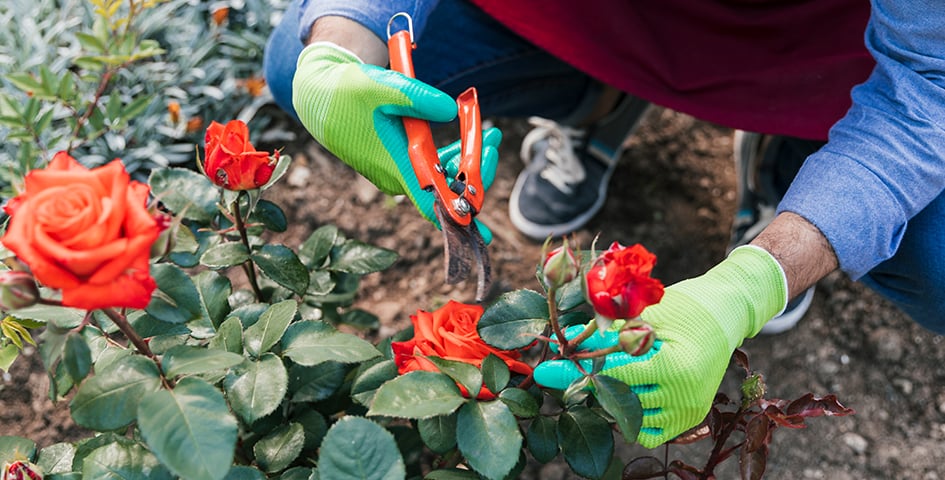 Коли слід обрізати троянди на зиму