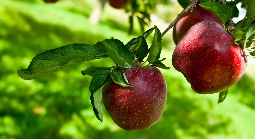 Спелые красные яблоки на ветке дерева.