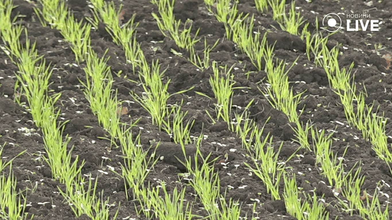 Посіви на полі. 