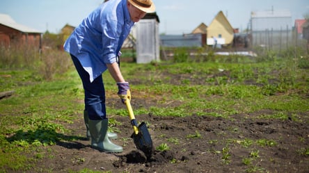 Як підготувати сад і город до Нового року — поради фермерів - 285x160