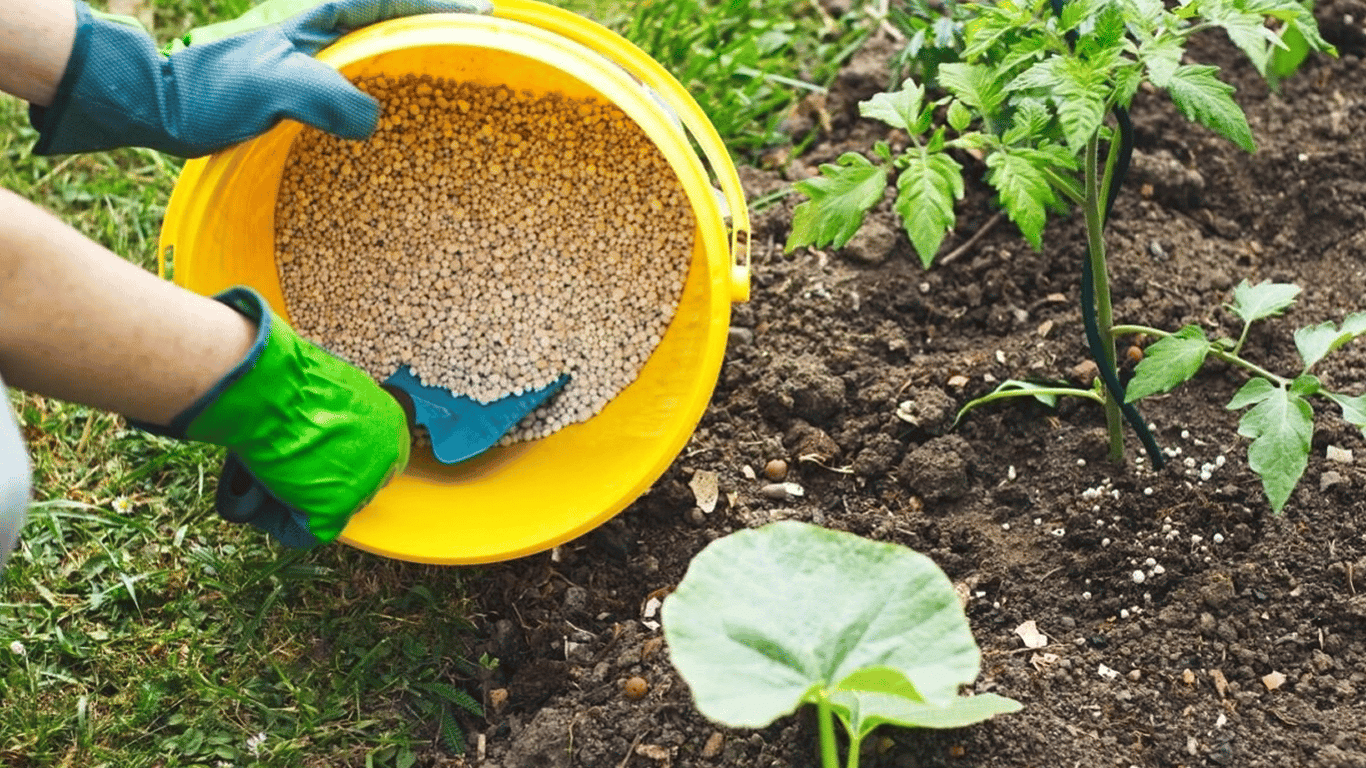 How to feed the greenhouse in the spring to grow a large crop - 250x140